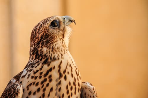 falcon, bird, fly, bird of prey, shutterstock_245294254