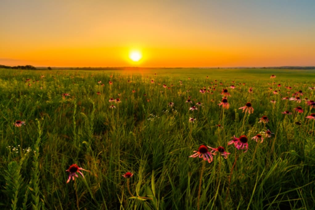 Midwest, flowers, field