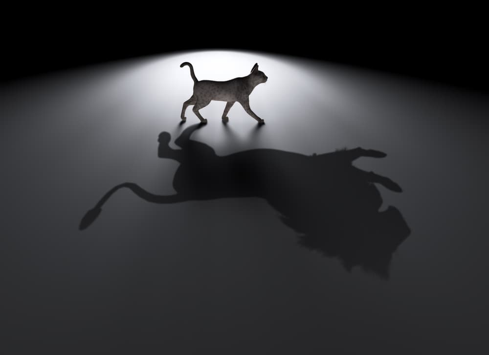 Dream, dreams, cat, lion, ambitious, ambition, shutterstock_144636674