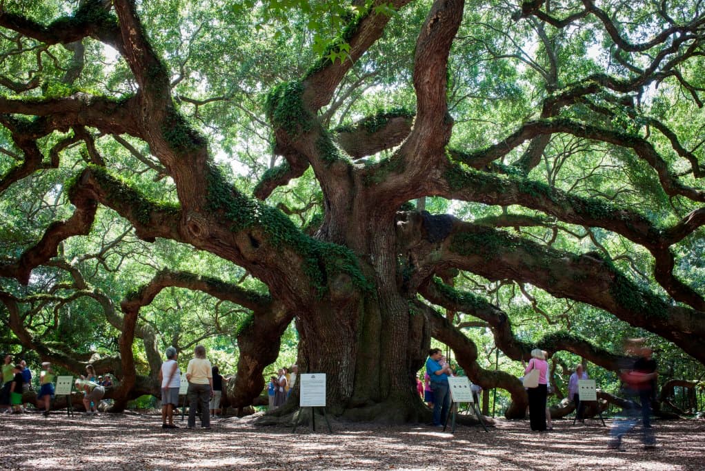 oak tree