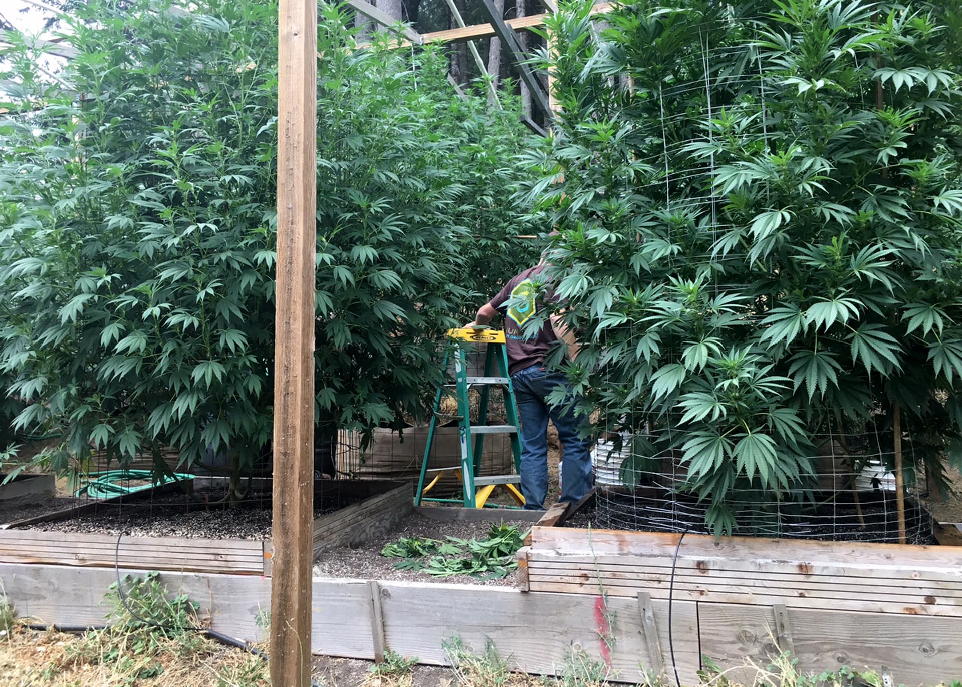 Marijuana, pot, legislation, private equity, venture capital, Congress, law