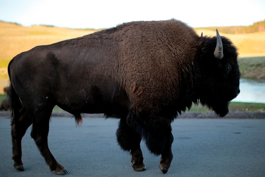 Montana Board of Investments, private equity, pension fund