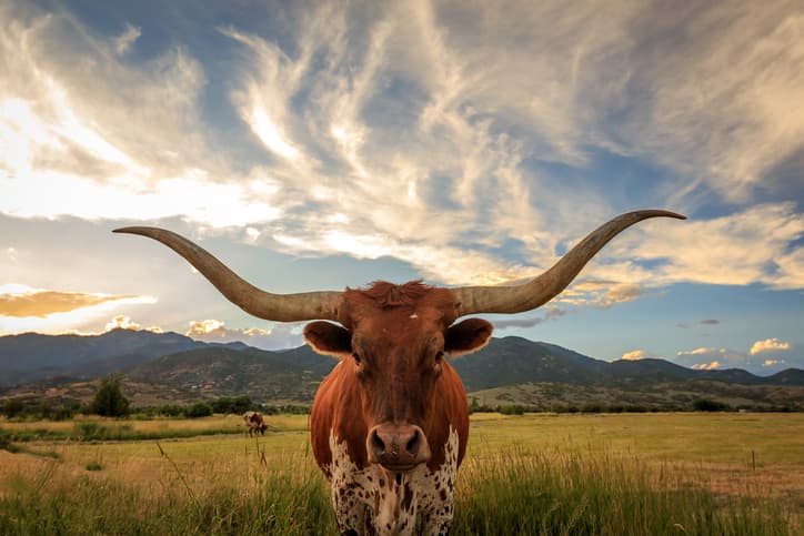 Texas, Texas County & district, Vista Equity Partners, Bullhorn Inc, private equity,