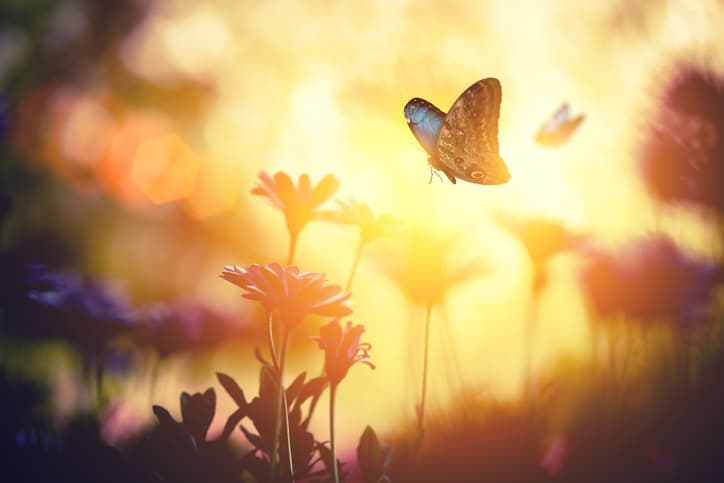private equity, Butterfly Equity, venture capital, Jeff Dunn, Juiceiro