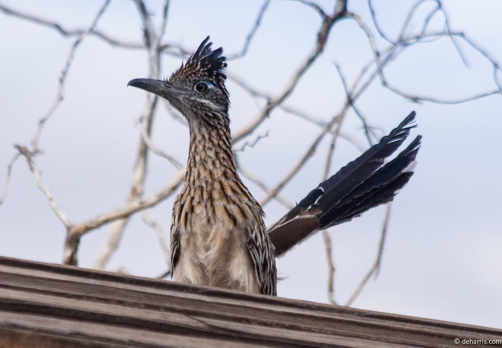 new mexico, roadrunner, state bird, private equity