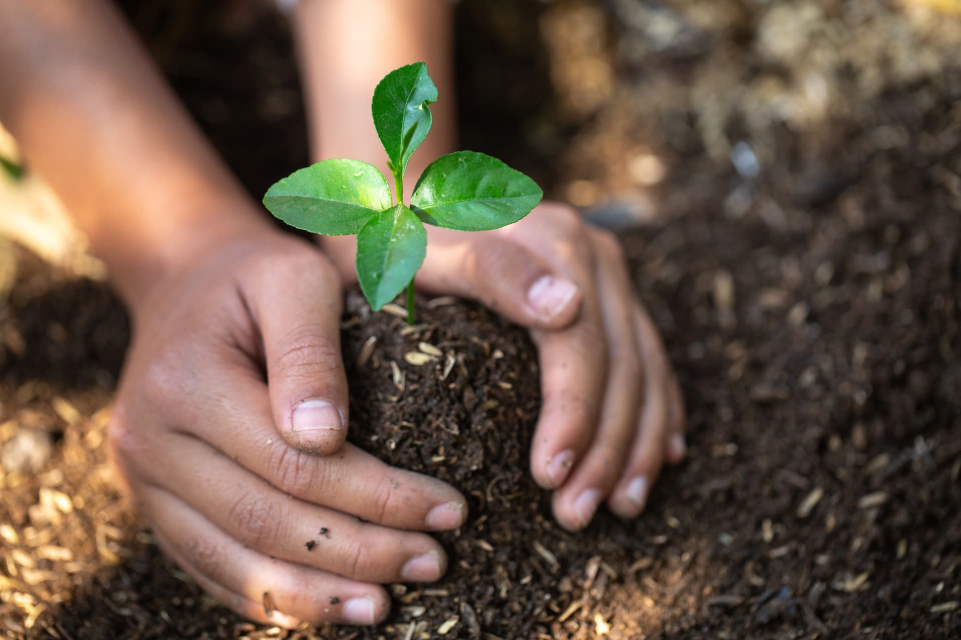 Hands planting a small tree.
