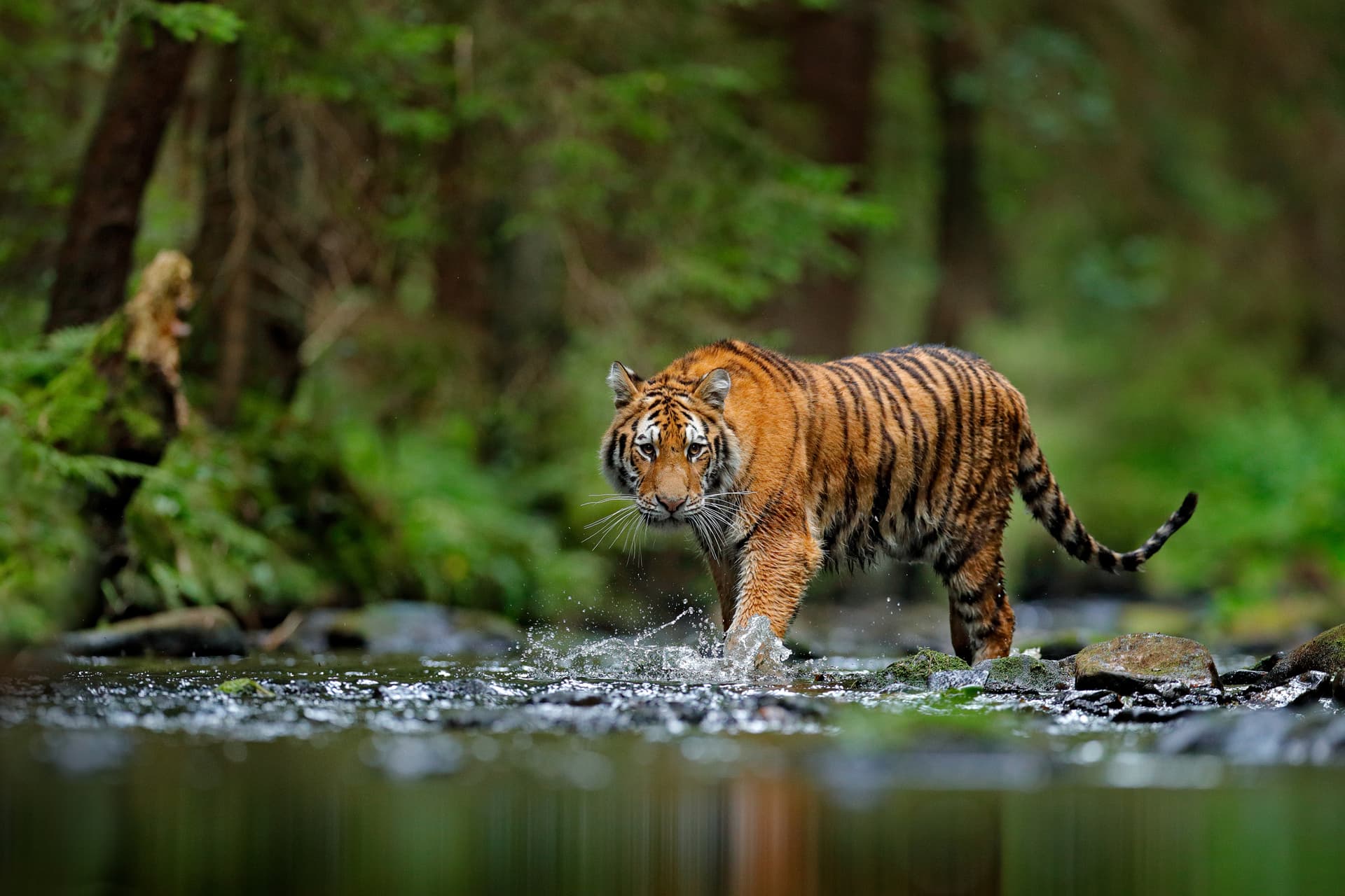picture of a tiger