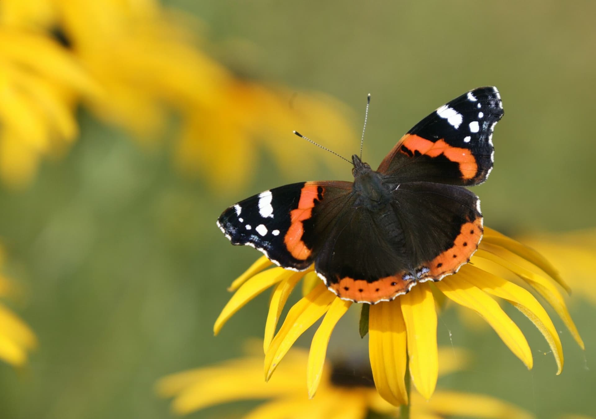 Image of a black, white, and orange colored butterfly on a yellow flower.