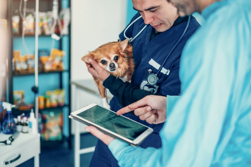 Gryphon Investors, Heartland Veterinary Partners, veterinary care