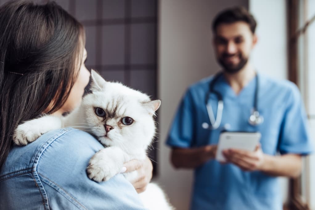 Community Vet Partners, Cortec Group, OMERS Private Equity, Piper Jaffray, veterinary care, healthcare