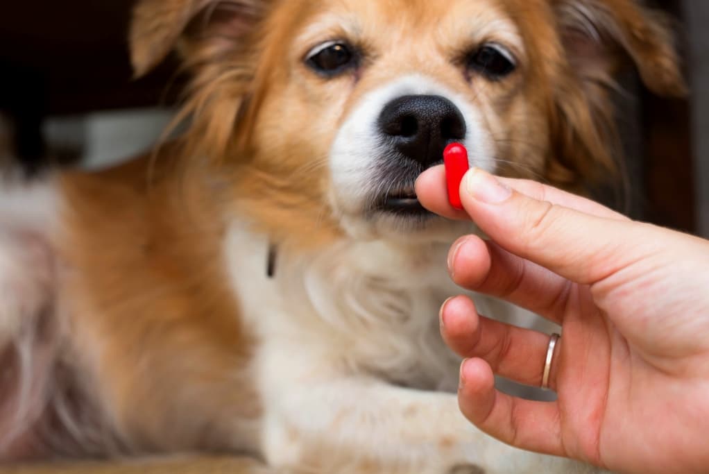 vet, veterinary, animal health