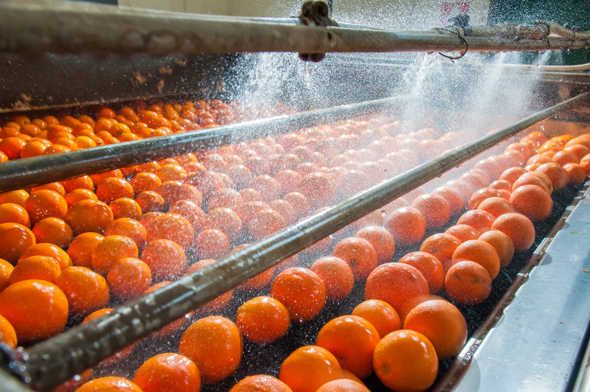 Food processing, fruit, orange, permanent crop