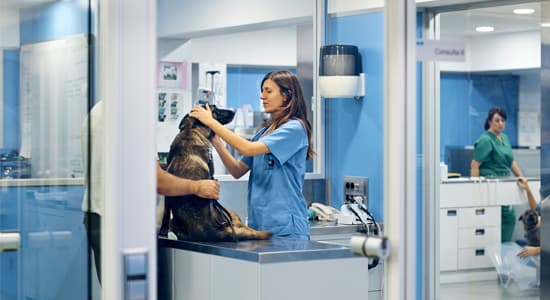 Dog at veterinary clinic, vet care, vet clinic, pet care