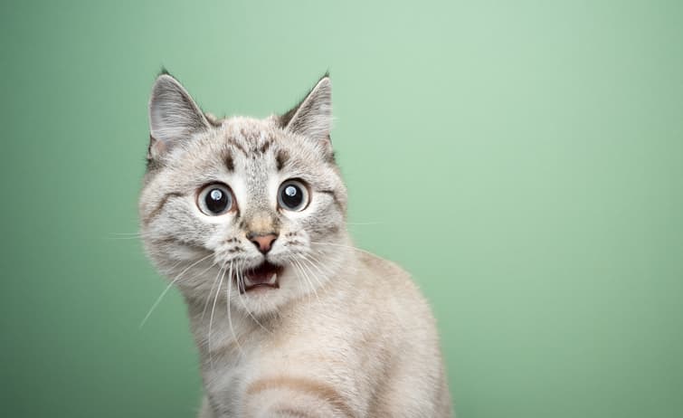 surprised cat on green background