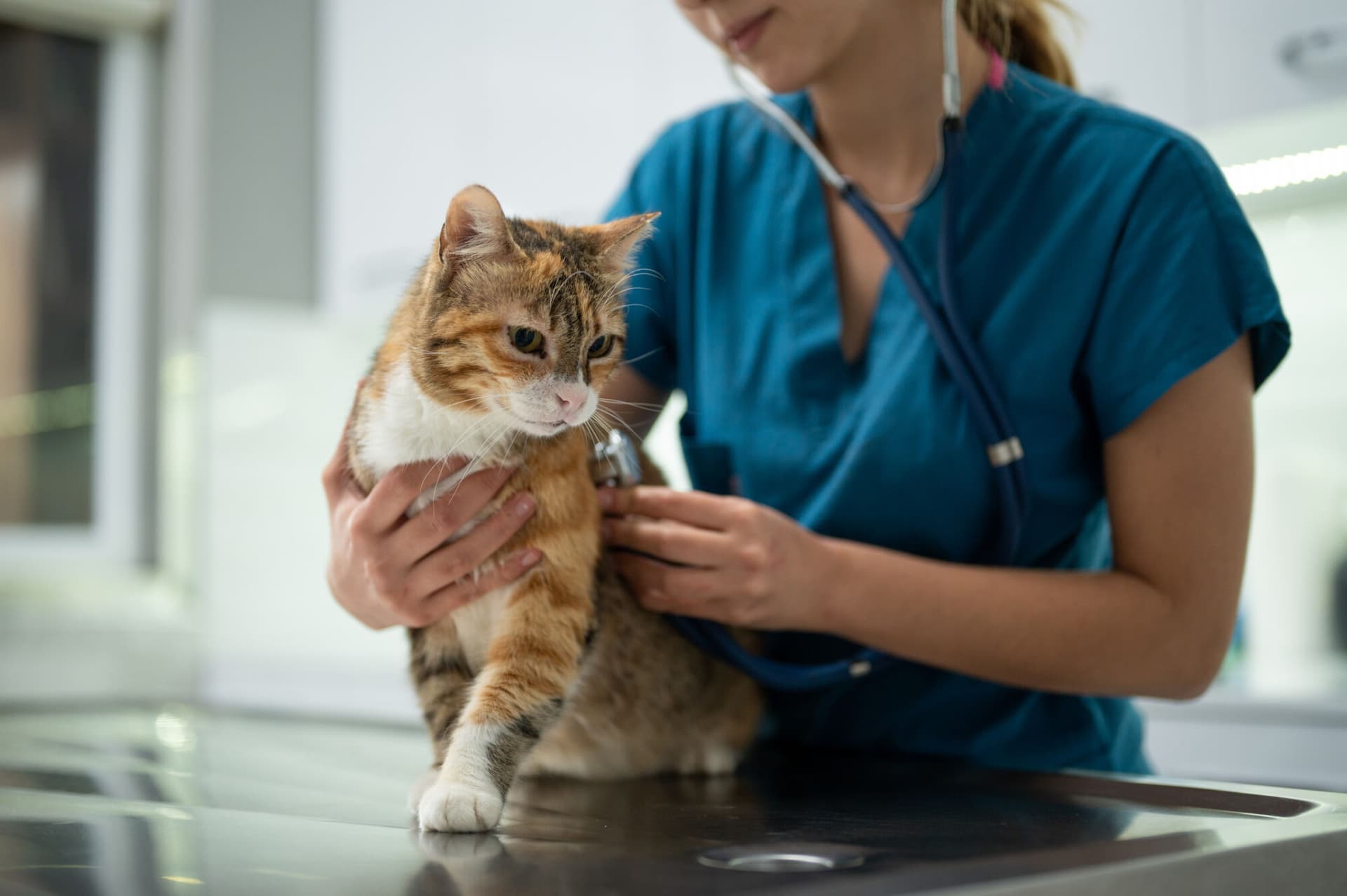 vet cat pet veterinary animal health clinic