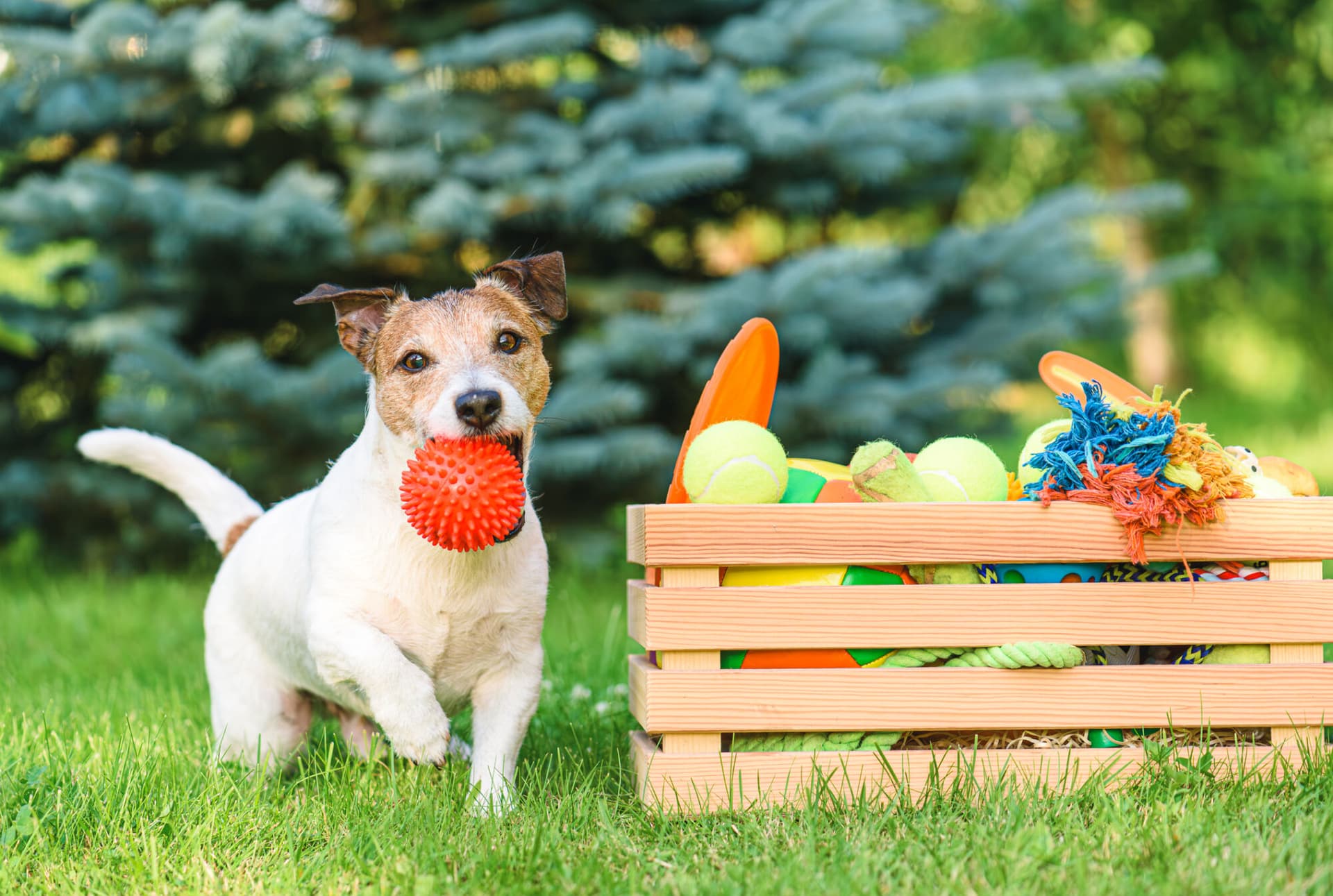 Pet care