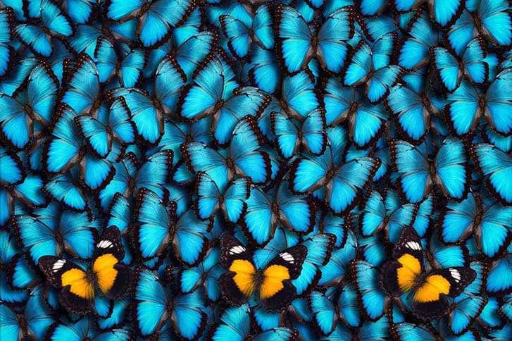 Rainmaker 50 butterfly background