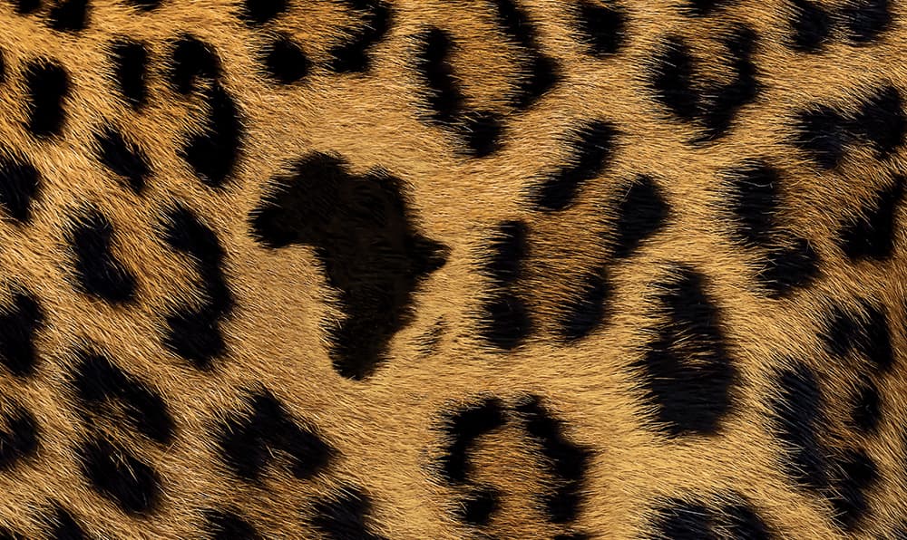 Africa Leopard fur