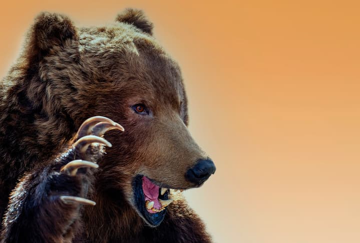 bear claw