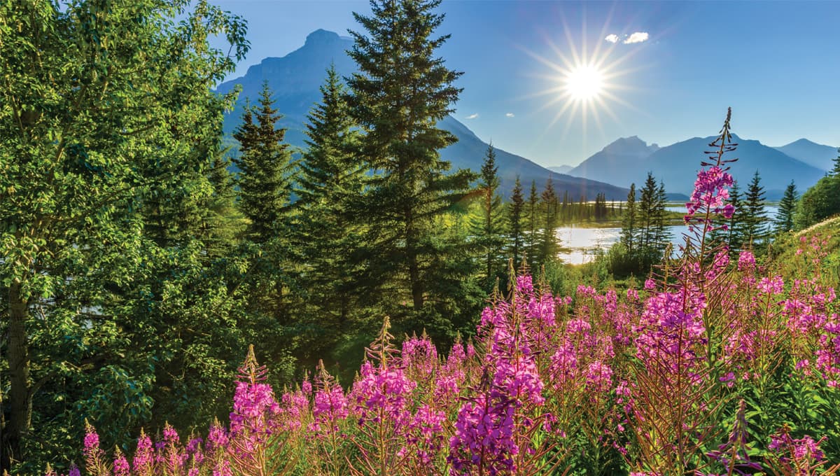 View of a mountain range with a forest in the foreground and pink flowers on a sunny day