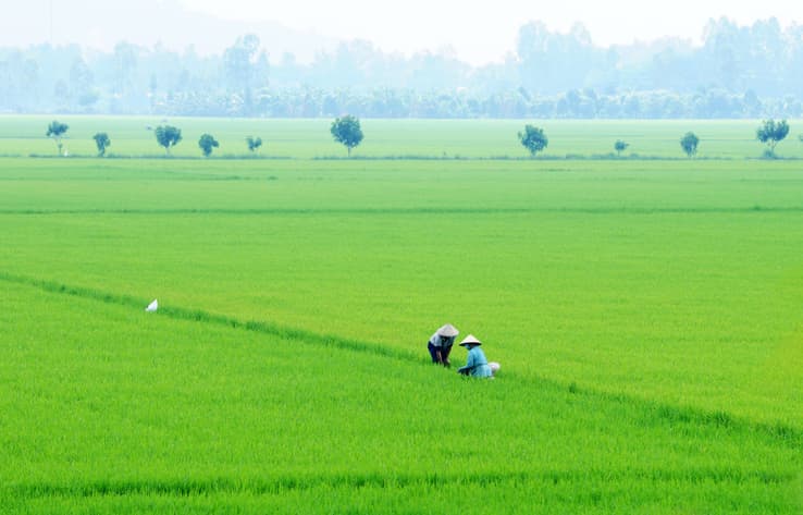 Rice fields in Vietnam