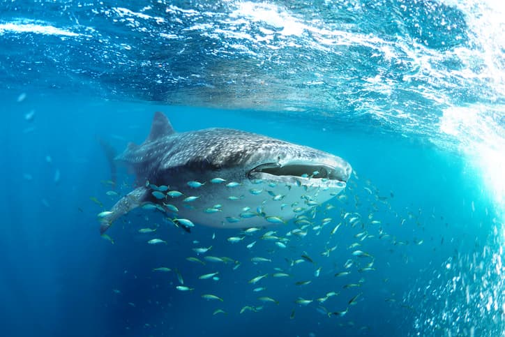 whale shark in water