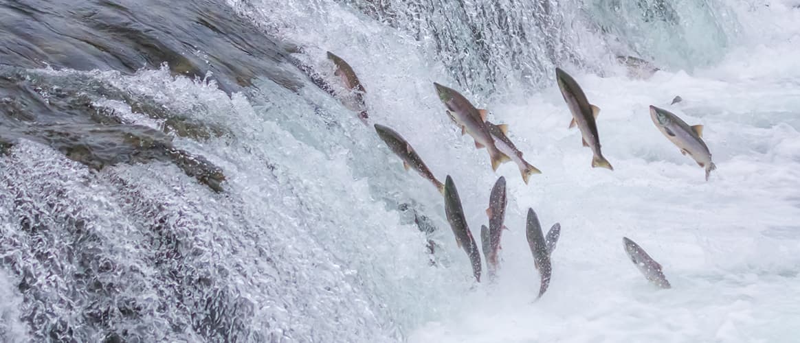 Salmon jumping up river
