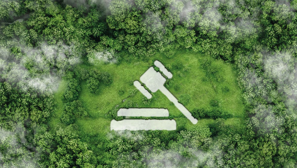 An aerial view of a forest clearing, with the shape of a gavel cut into the greenery
