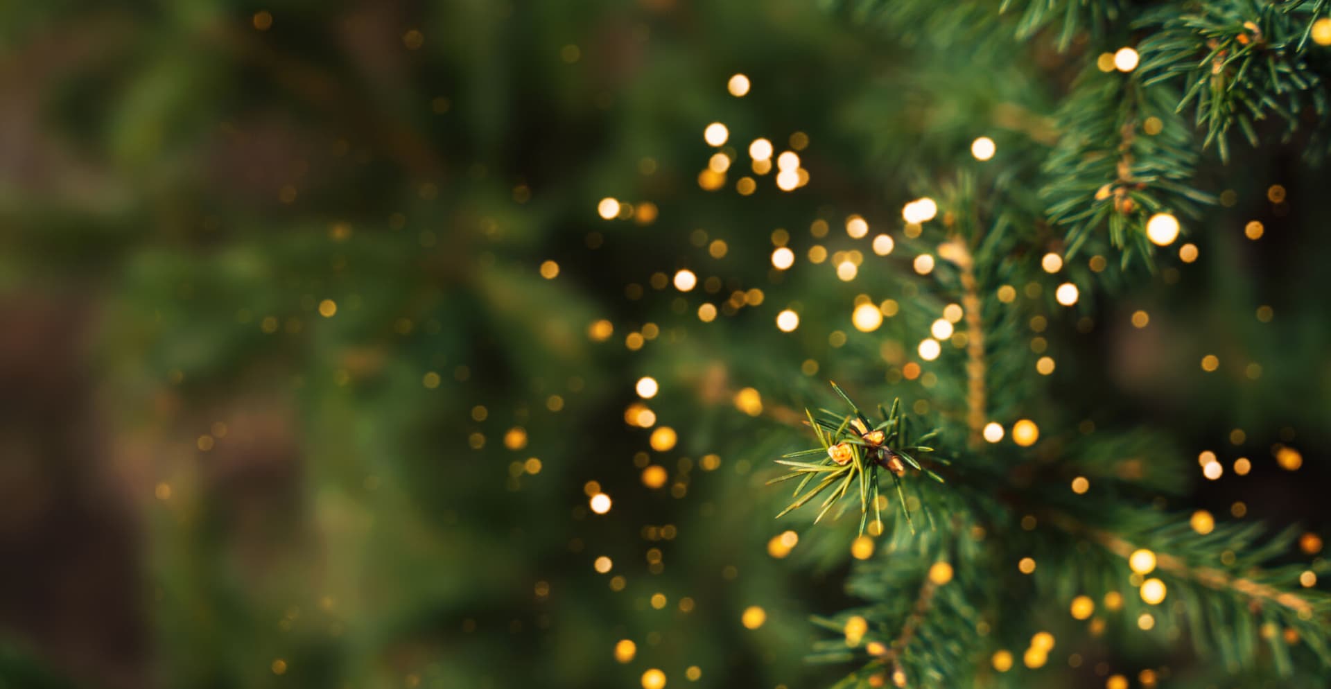 Close-up of Christmas tree lights