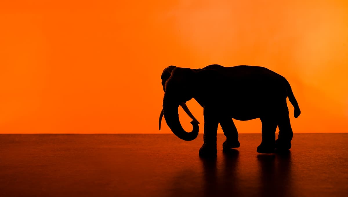 A picture of an elephant against an orange background