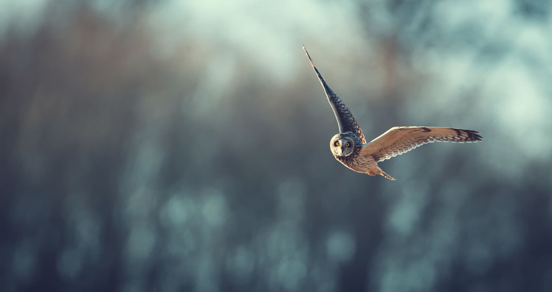An owl flying against a blue winter background