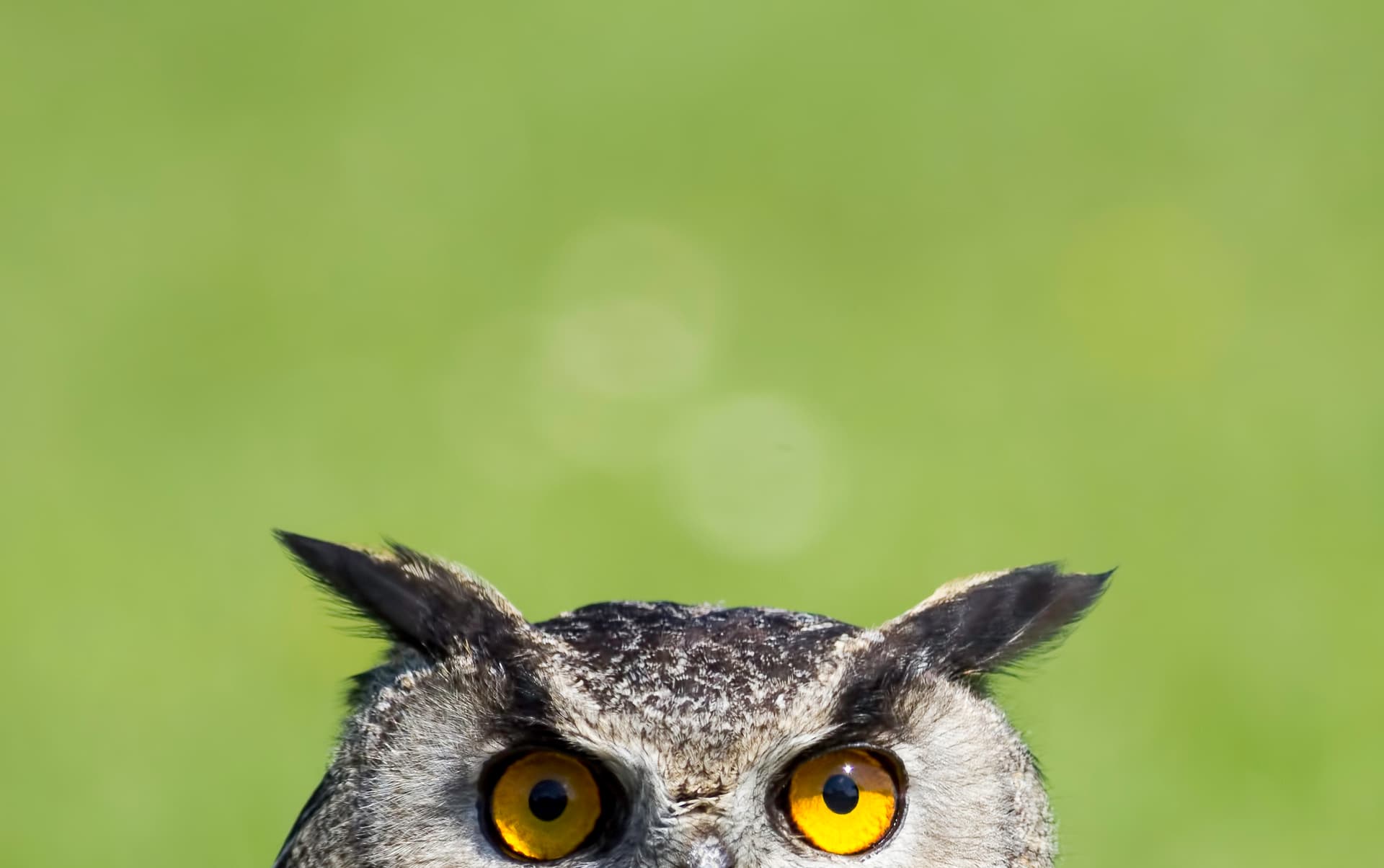 wise, owl, wisdom, smart