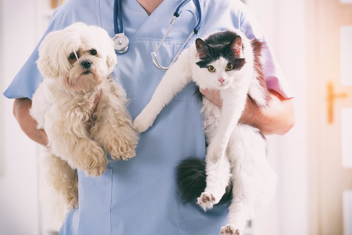 Vet dog cat