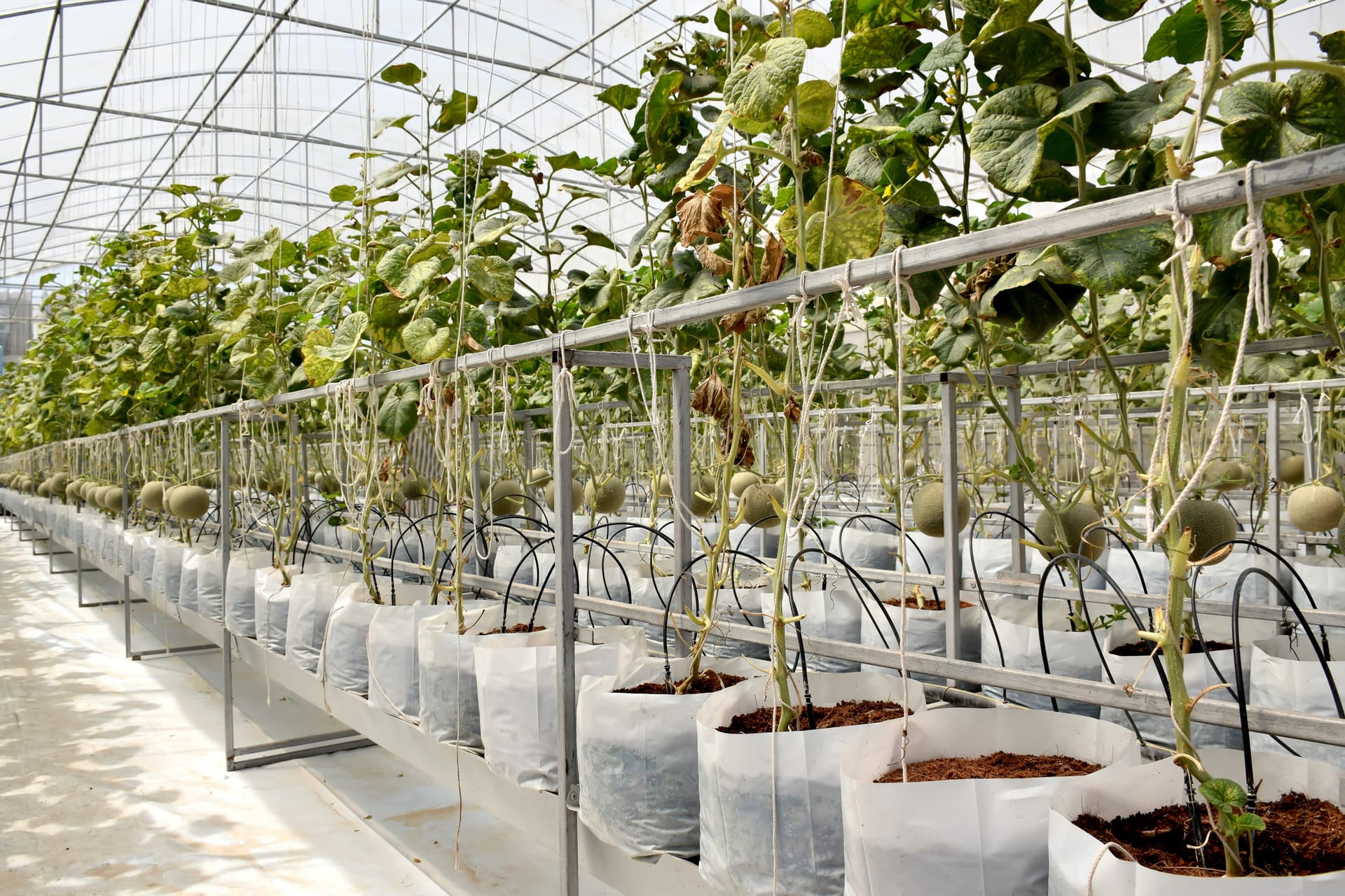 Food, supply chain, agtech, greenhouse, indoor farming, CEA