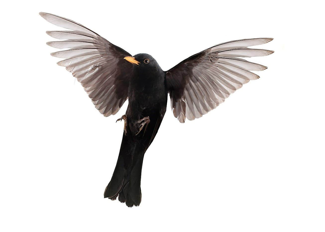 bird, blackbird, flying, fly, flight