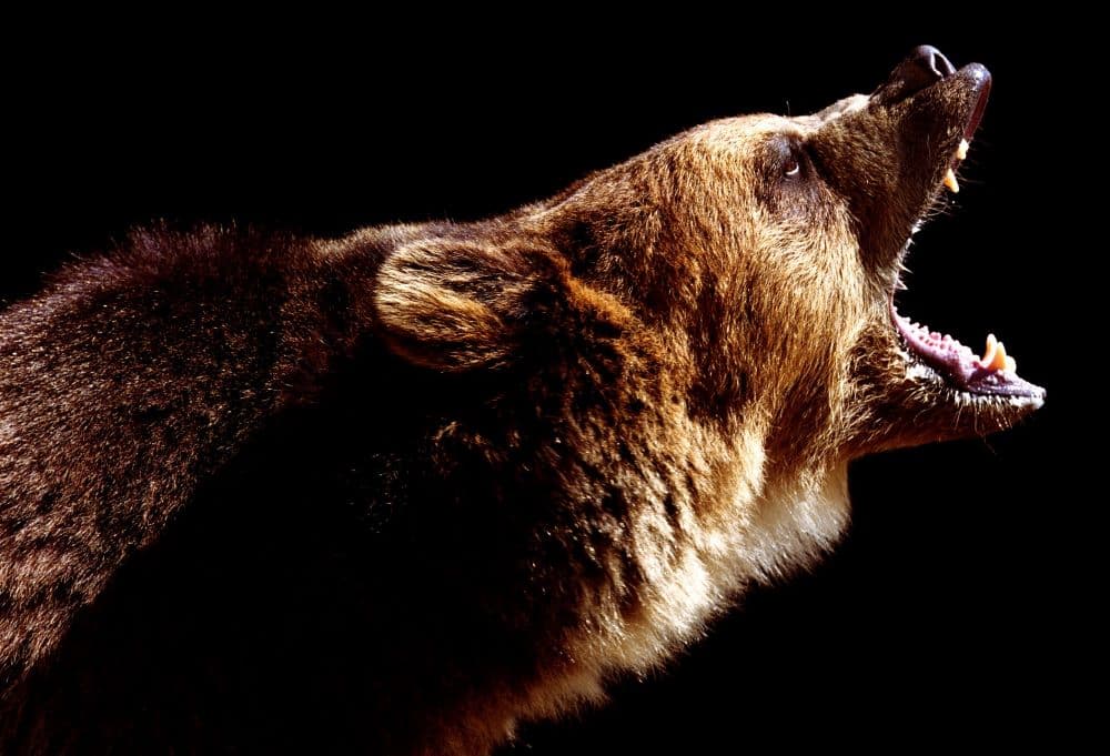 Photo of brown bearing roaring