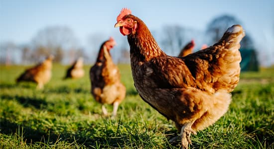 Chickens standing in a field of grass