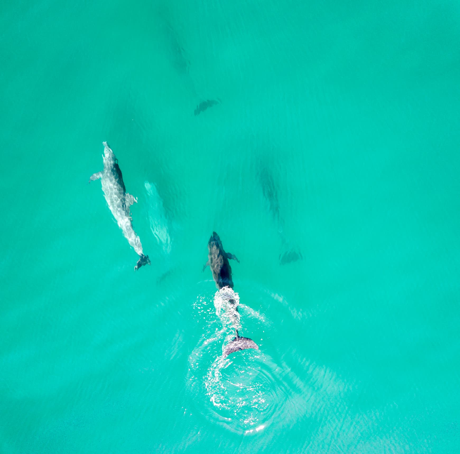 Aerial view of dolphins in Acapulco, Mexico.
