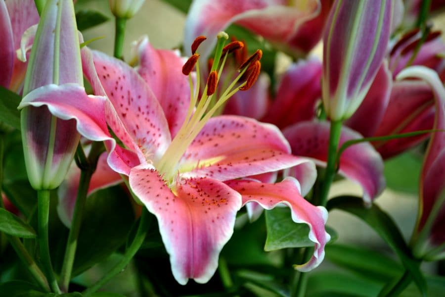 Photo of Pink Oriental Lily.