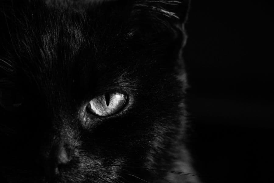 Photo of a black cat.