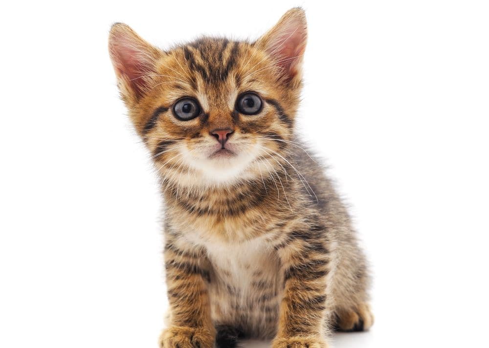 Photo of adorable kitten.