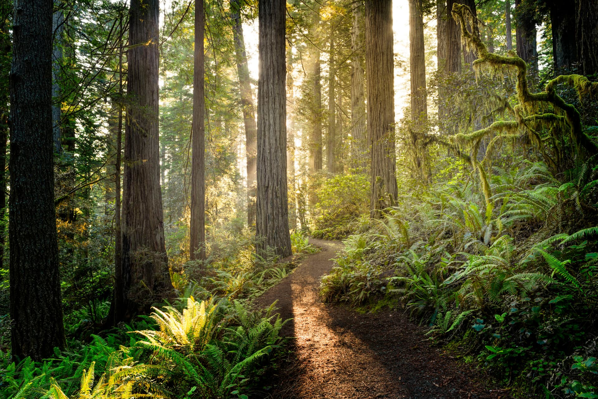 sunrise in a redwood forest
