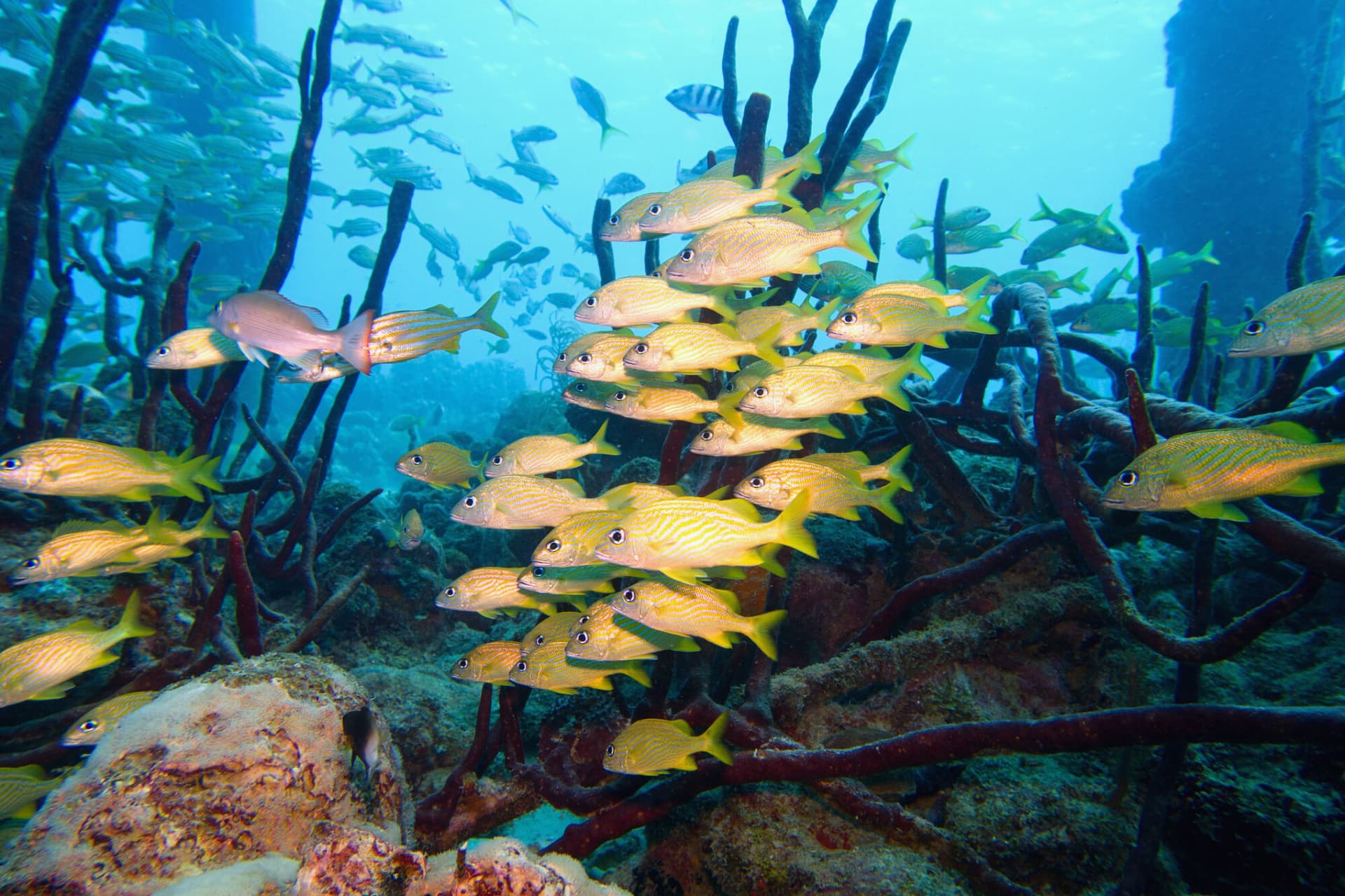 Photo of fish swimming in the ocean, showing biodiversity.